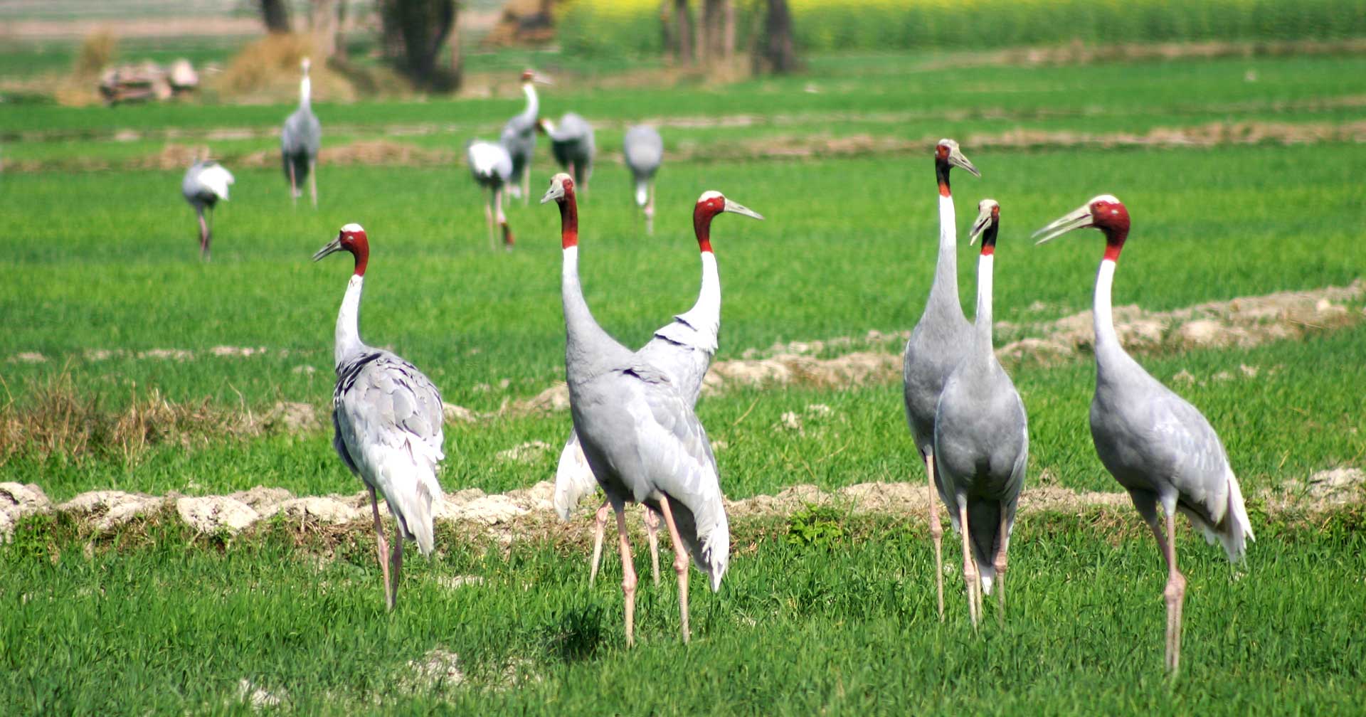 Sarus Cranes